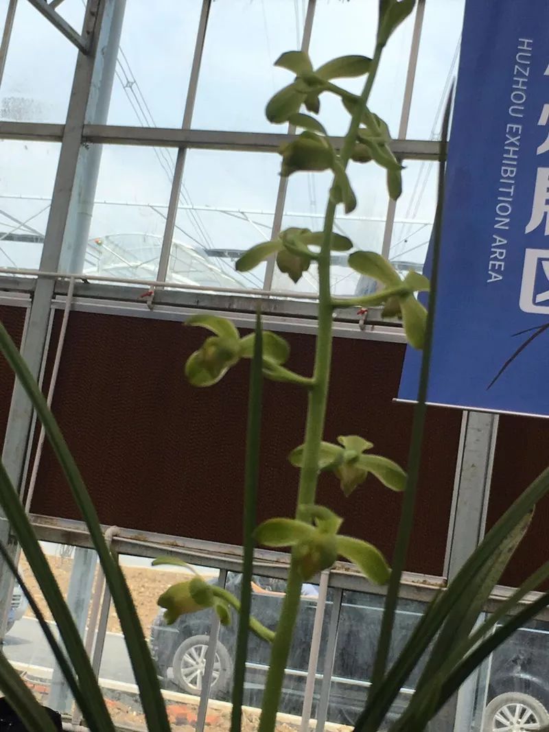 兰花总是黄叶干枯怎么办,兰花一浇水叶子就发黄怎么办