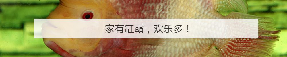 罗汉鱼不起头后期补救方法,18罗汉如何快速起头