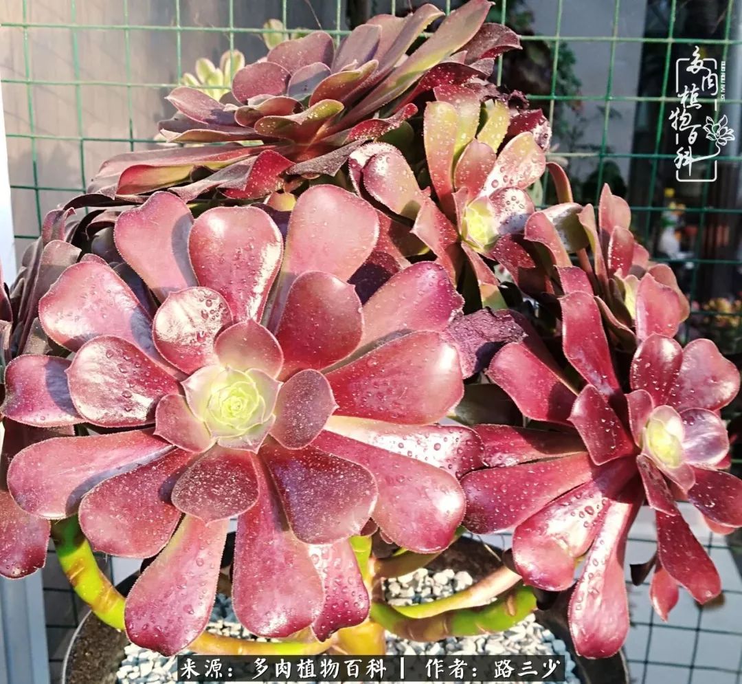 最美法师有哪些,最美法师甄姬