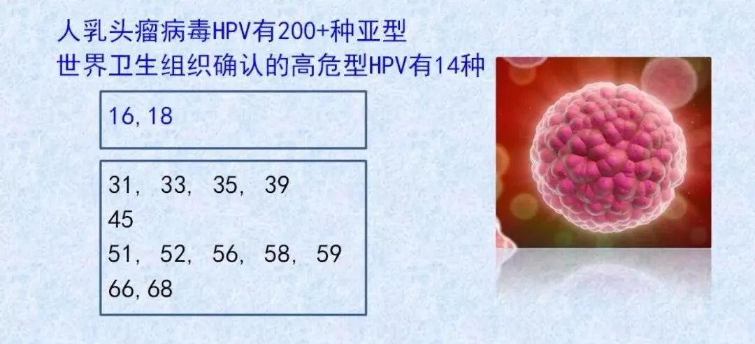 公鸡中的战斗机---人乳头瘤病毒16型（HPV16）