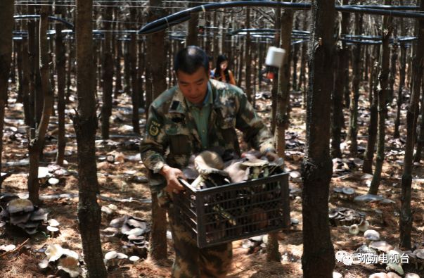 弥勒美食必吃推荐,云南弥勒美食野生菌