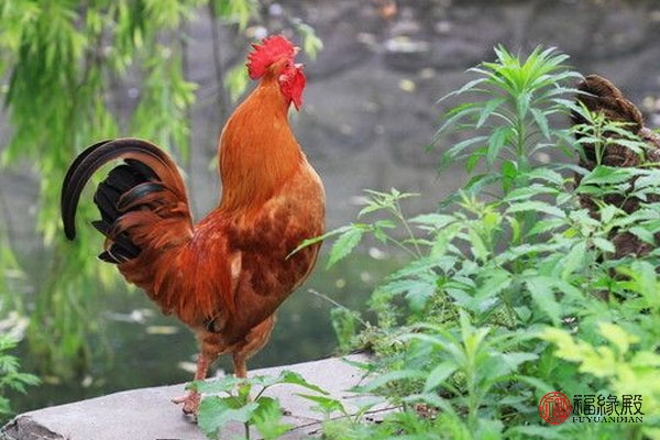 属羊的生肖和属鸡的生肖,属鸡的生肖跟哪些生肖比较合适