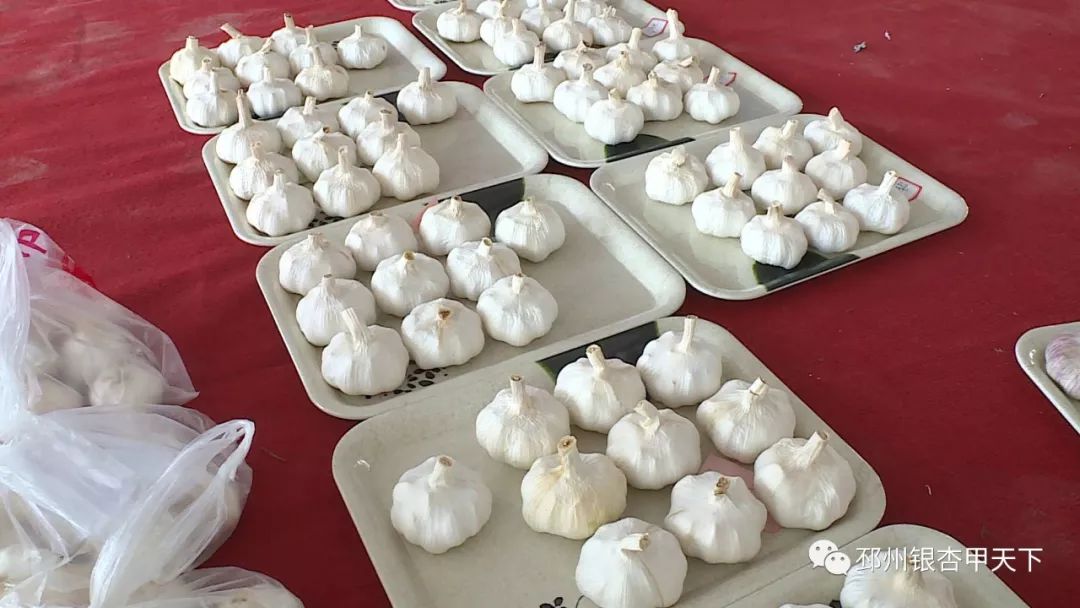 擂台争霸！邳州“白蒜王”是这样炼成的