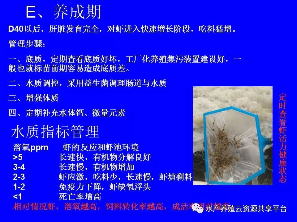 工厂化养殖南美白对虾技术详解,工厂化南美白对虾养殖全过程