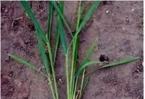 玉米苗前封闭除草剂哪种最好,乙莠玉米苗前专用封闭除草剂