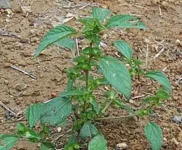 玉米苗前封闭除草剂哪种最好,乙莠玉米苗前专用封闭除草剂