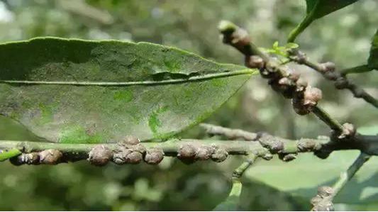 富贵树上的蚧壳虫怎样彻底消灭呢,兰花蚧壳虫什么时候杀虫比较合理
