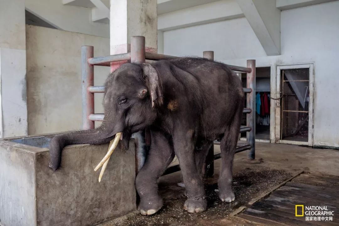 濒临灭绝的野生动物表演,动物表演的背后有多残忍