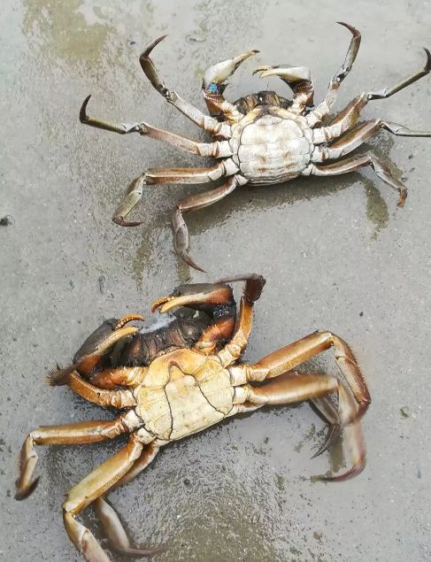 养殖的螃蟹如何快速繁殖,养殖的高体螃蟹