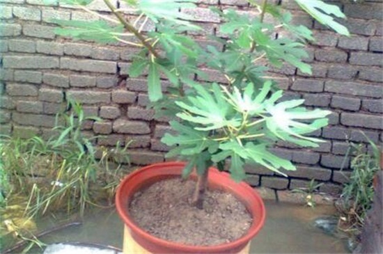 地栽无花果树卷叶怎么回事,无花果叶子发黄怎么补救最快