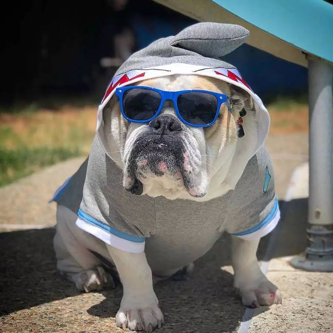 北上广深禁养区域,北上广深禁养犬种