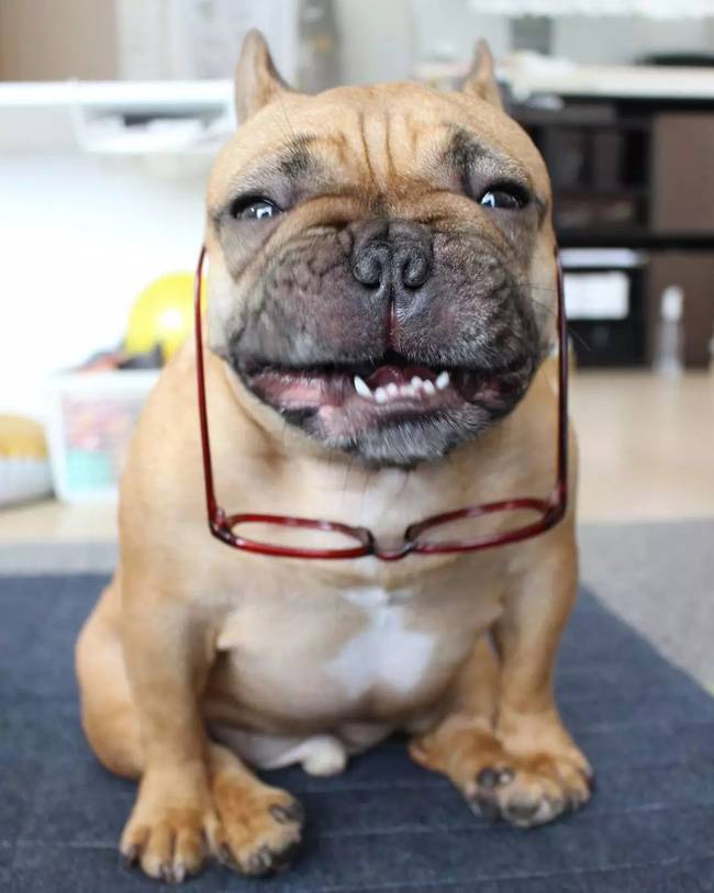 北上广深禁养区域,北上广深禁养犬种