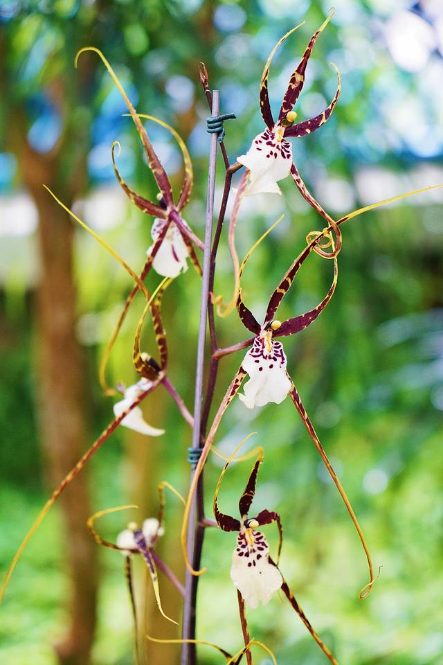 巴西是怎么成为足球王国的,巴西足球王国