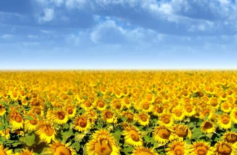 属羊人买房风水,属羊人忌住几楼