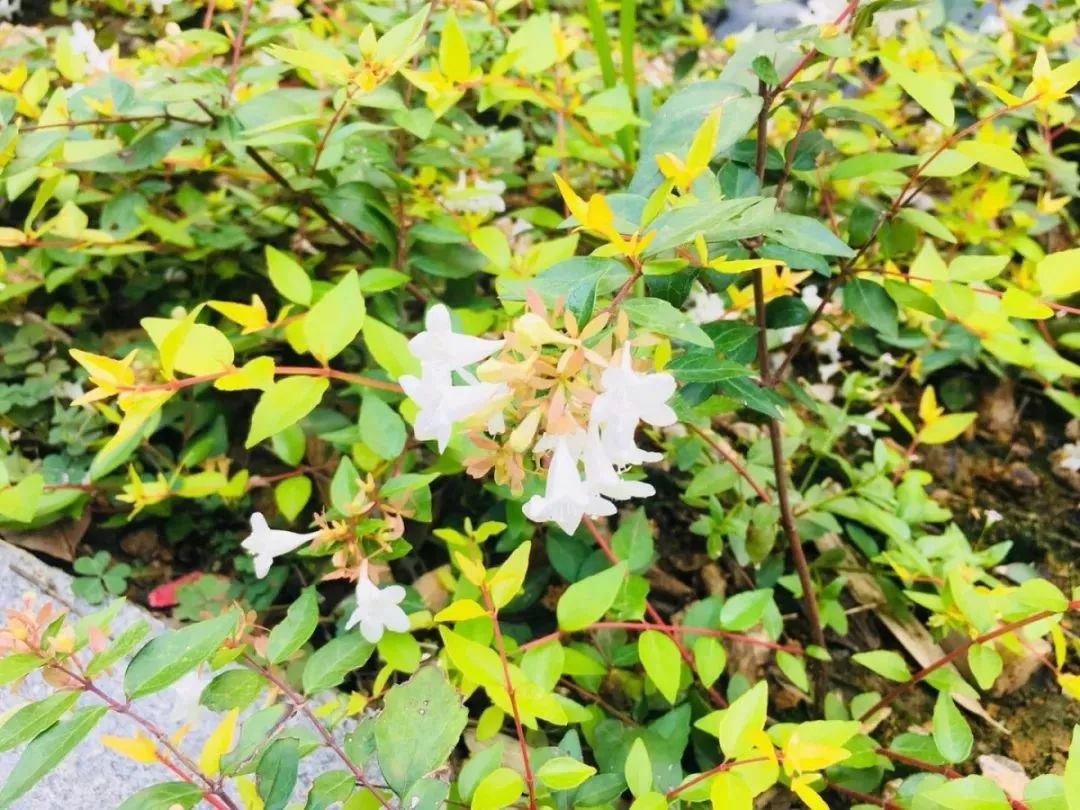 鍐涜繍鏉戣繍鍔ㄥ憳浣忓,鍖椾含鍐涜繍鏉戣繍鍔ㄥ憳鍏瘬