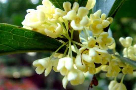 怎么区分桂花品种,紫桂花哪个品种好