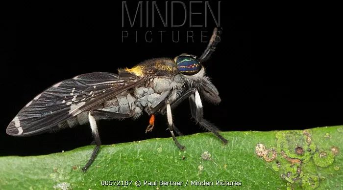 一些吸血的昆虫蜱虫,好多小虫子吸血