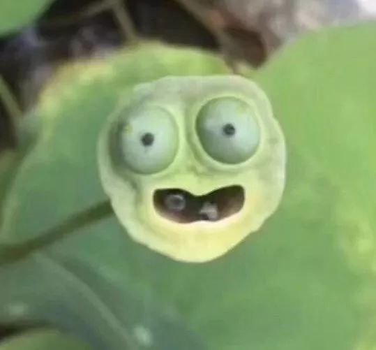 碗莲苗烂茎叶子怎么办,碗莲幼苗期各种病症解决法