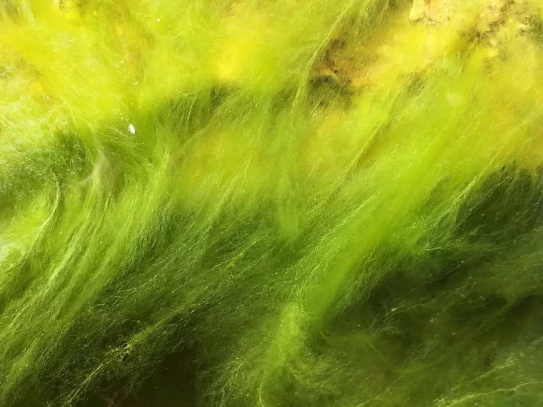 睡莲养护方法教程图解简易,睡莲养护技巧如何养护睡莲