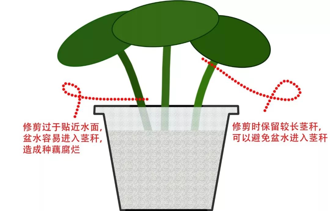 碗莲苗烂茎叶子怎么办,碗莲幼苗期各种病症解决法