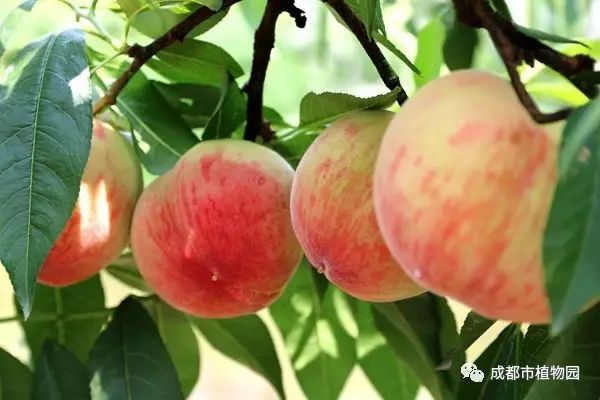 红桃子,红桃子成熟季节