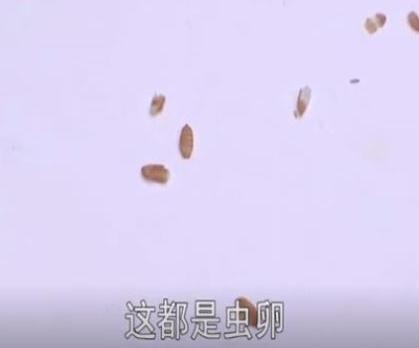 火腿肠快过期了厂家给换吗,买的邦杰火腿肠发臭怎么办