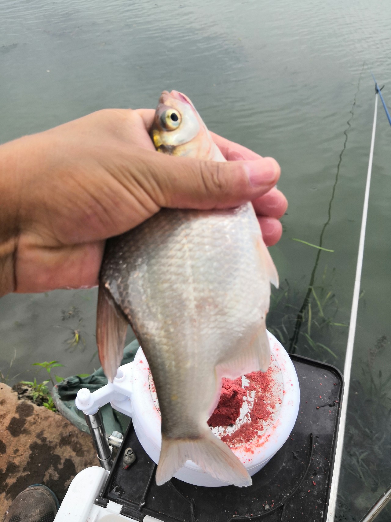 首钓笤溪钓位全靠枪逛拉逆鱼兼钓获多鱼种~