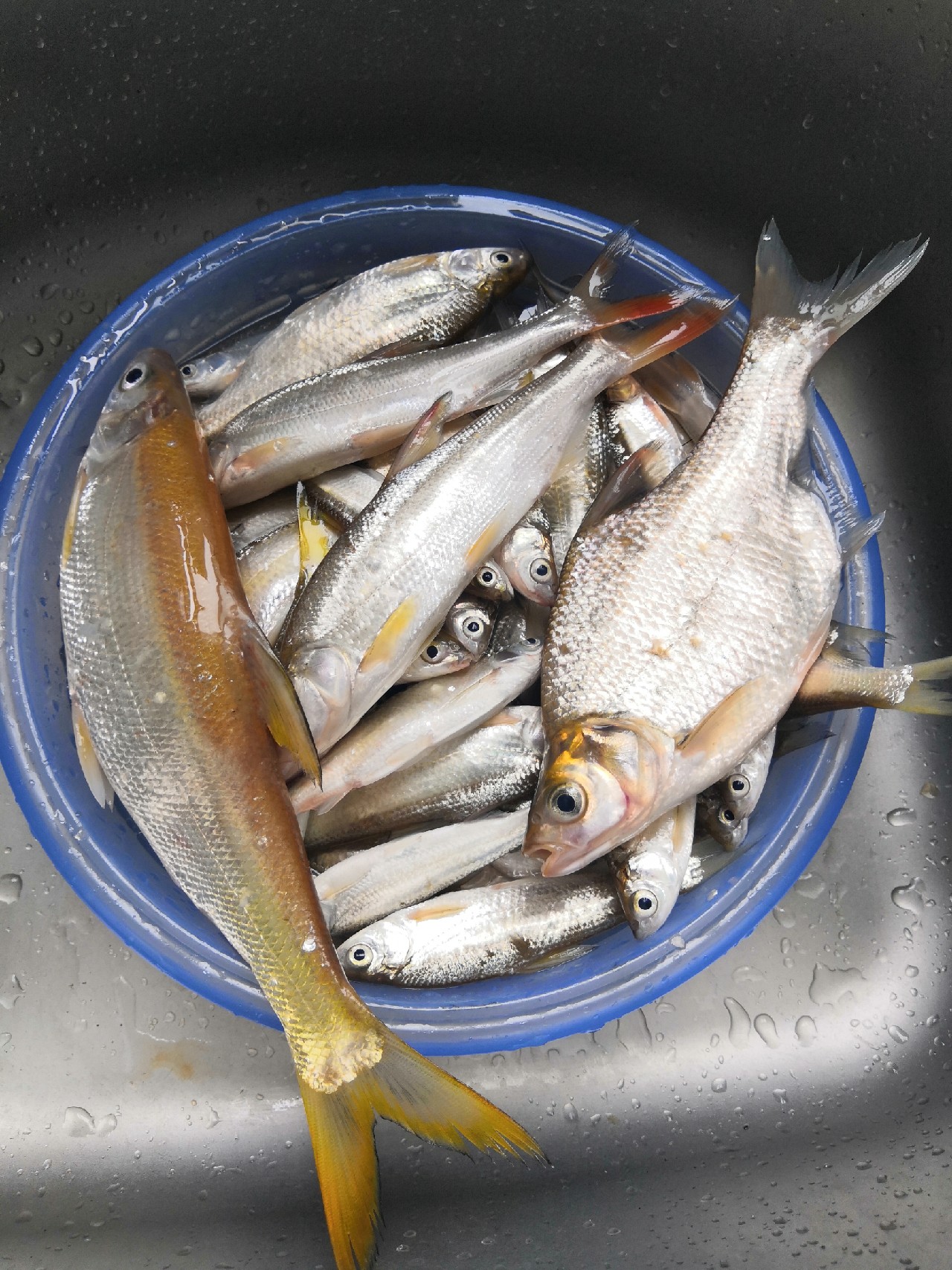 首钓笤溪钓位全靠枪逛拉逆鱼兼钓获多鱼种~