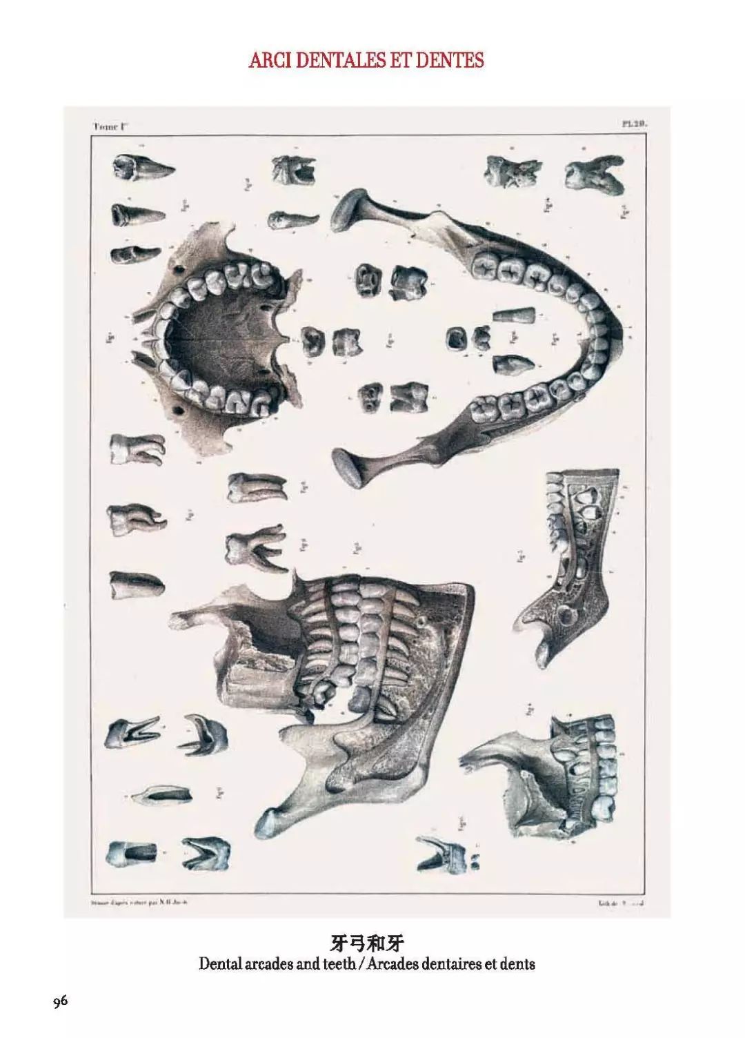 我就不信，只有我一个人想试试人体解剖丨好物推荐