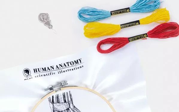 我就不信，只有我一个人想试试人体解剖丨好物推荐