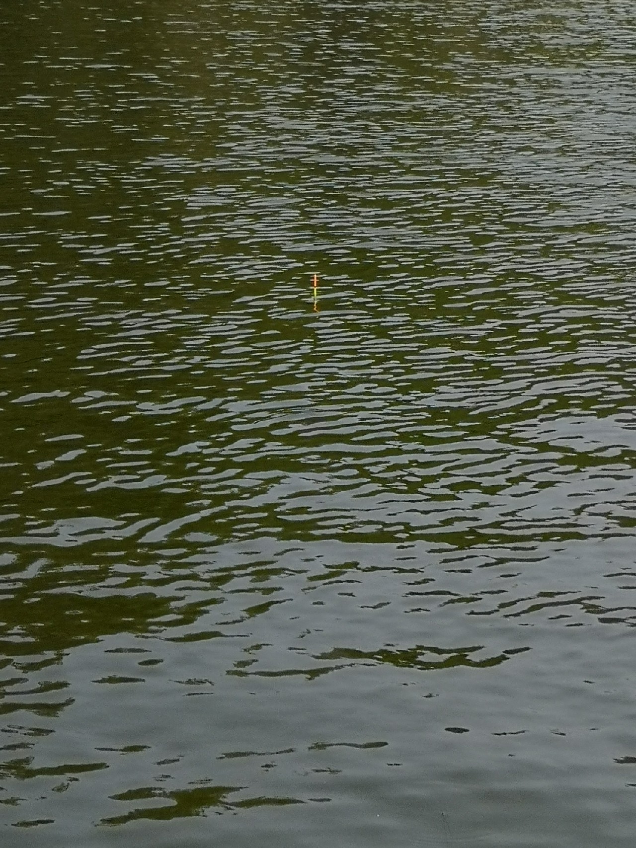 天盛湖垂钓鲢鳙,天盛垂钓园钓鱼