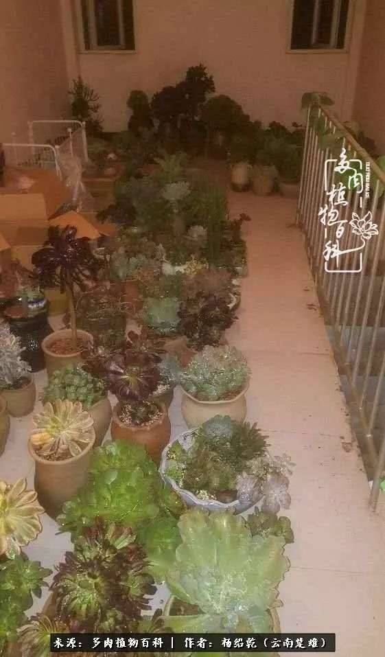 梦中的多肉植物,梦中的多肉花园图片