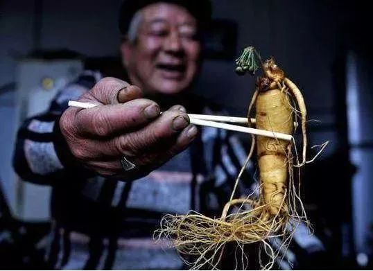 2000元买人参泡酒15年,男子2000买人参泡酒后竟复活