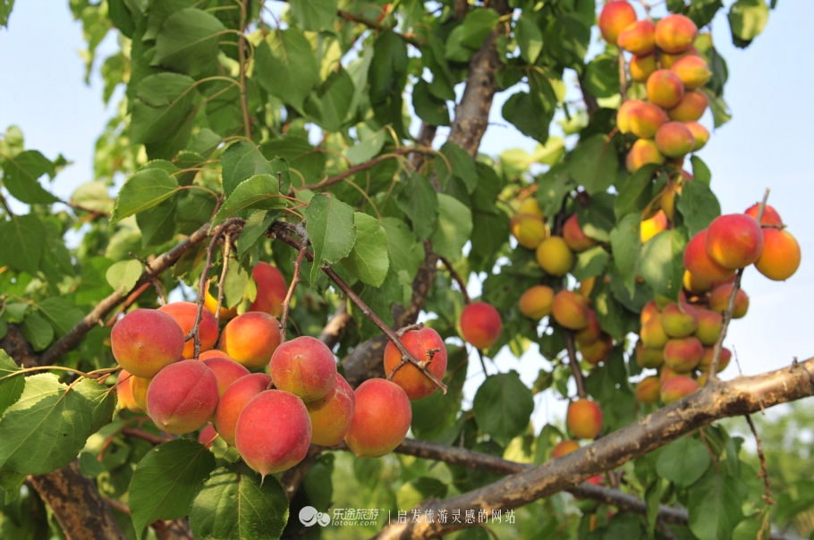 巨鹿县靠两果一花28年干了这么多大事