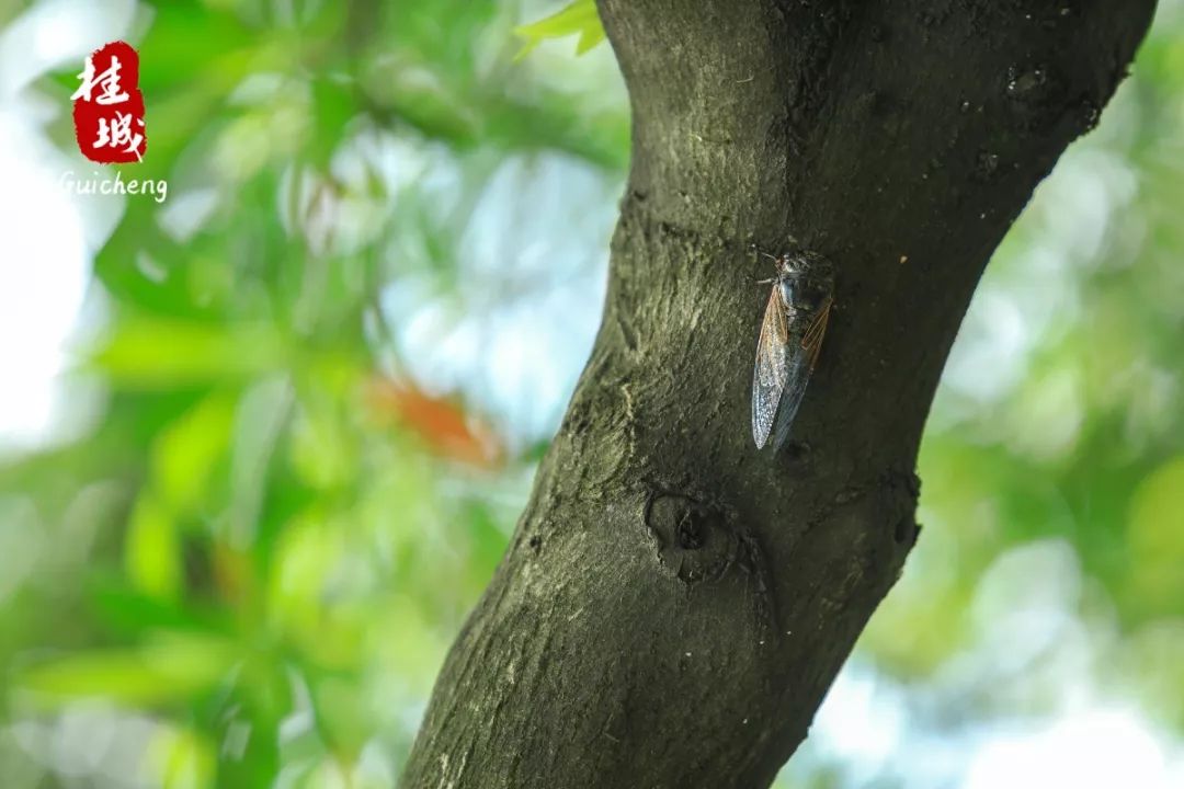 夏至到来大明湖荷花,夏至来了荷花又开放啦