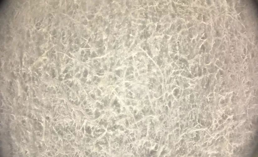 贴上它手机镜头秒变显微镜,贴在手机上的显微镜