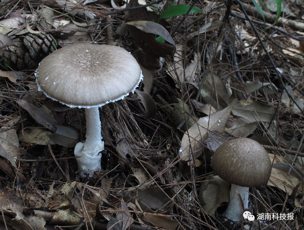 误食毒蘑菇的症状,误食毒蘑菇临床表现