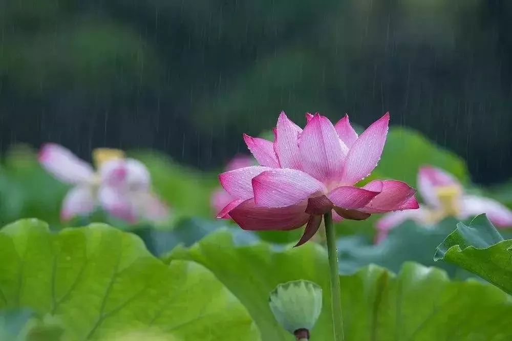 小荷已露尖尖角！陕西这5个清新荷塘雨中沁香，朦胧又诗意~