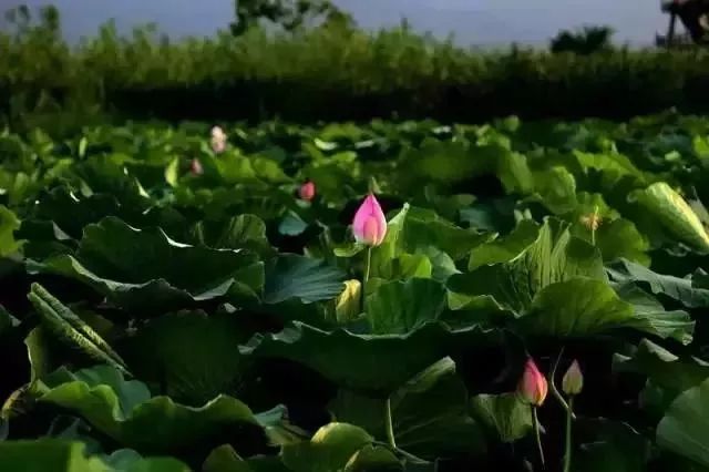 小荷已露尖尖角！陕西这5个清新荷塘雨中沁香，朦胧又诗意~