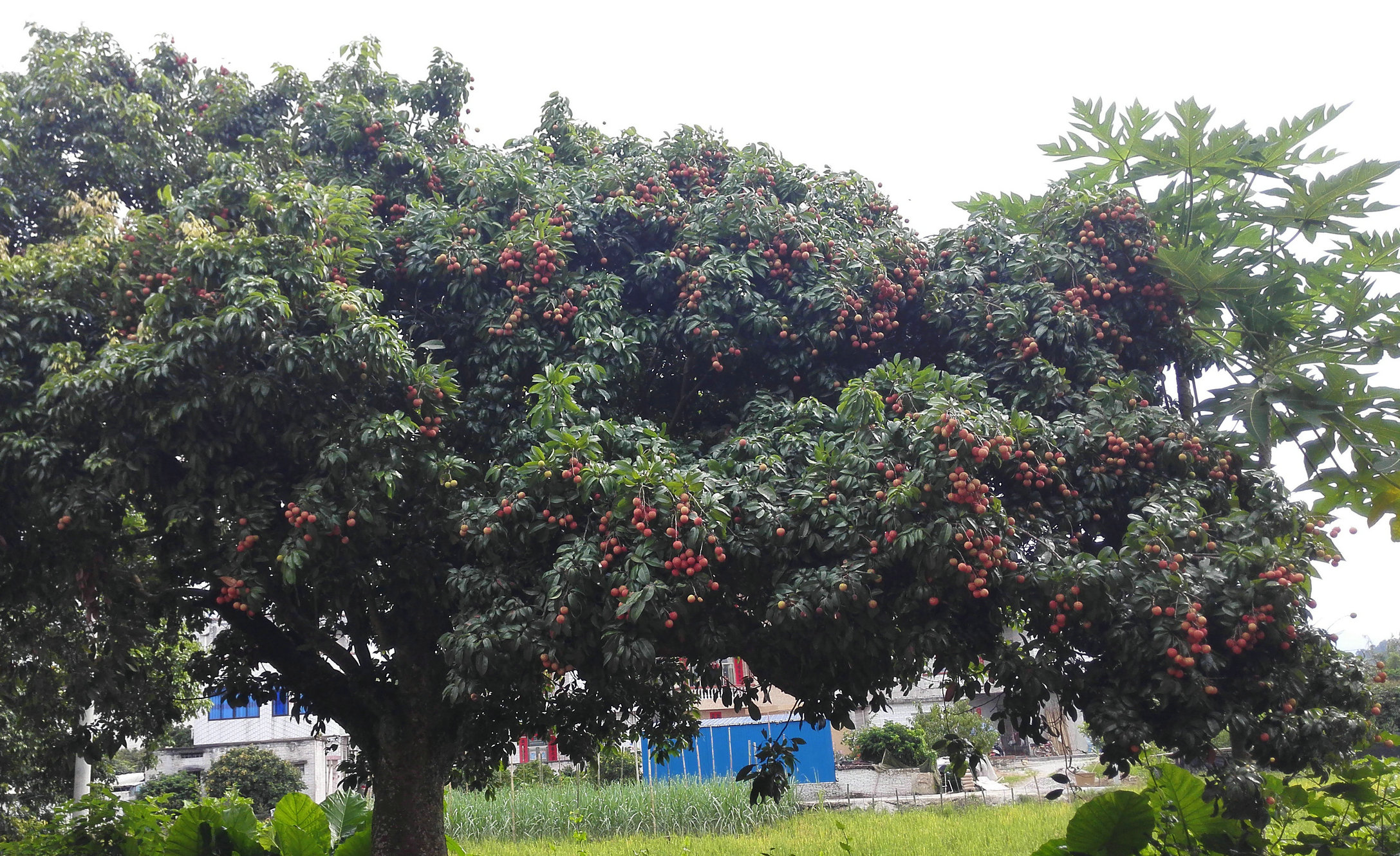 良垌镇23年荔枝产值,2021广东荔枝整体产量大增