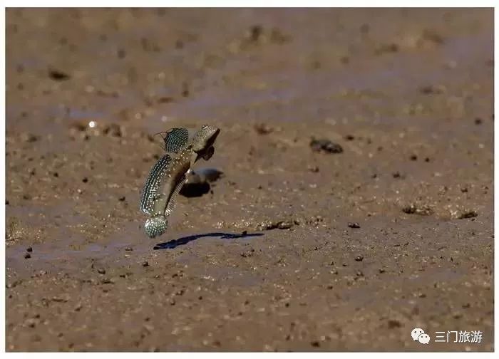 台州三门周边一日游的绝佳去处,三门附近旅游的景点推荐两天一夜