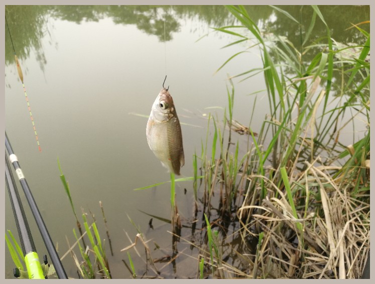狂拉餐条,狂拉餐条鱼视频
