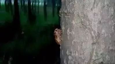 淮阳抓爬蚱,河南的爬蚱壳多少钱一斤