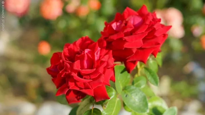 别只去英国法国了，欧洲还有个保加利亚，景美人美还便宜