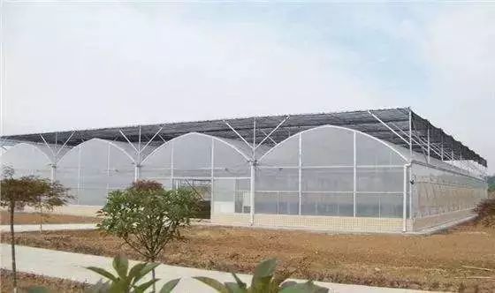 养猪跟大棚种菜相结合,养猪与种菜一体大棚