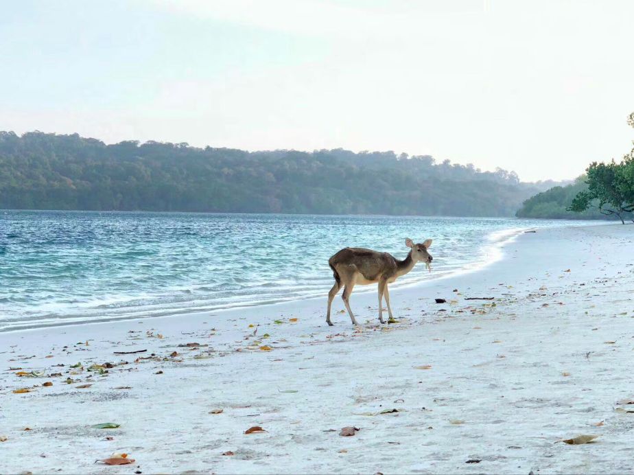 挖到一座免签直飞的超冷门海岛！火山浮潜摸小鹿，好玩秒杀巴厘岛