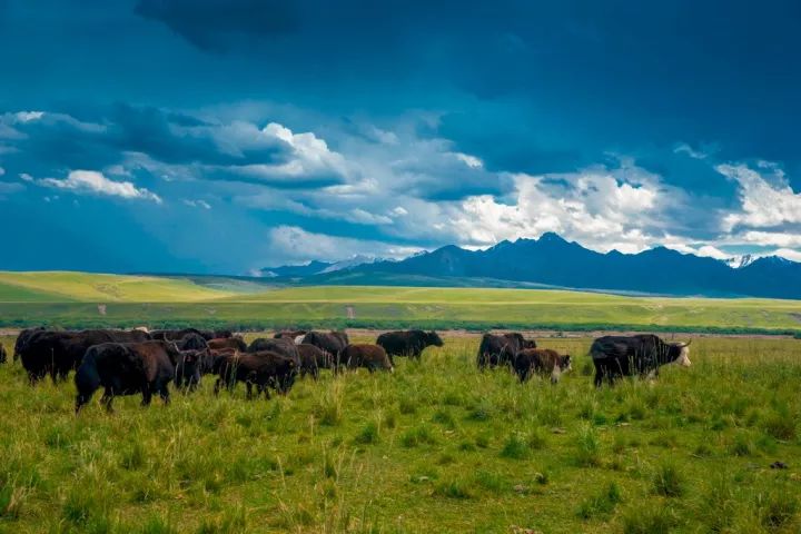 为什么叫甘肃,甘肃为什么叫河西走廊