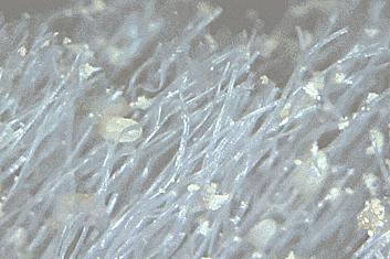 真正好用的洗发神器,一款超级好用的洗头神器