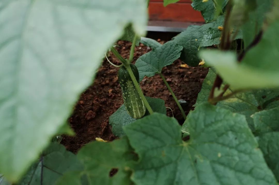 东钱湖康得思酒店康体中心,宁波东钱湖康得思酒店庭院房