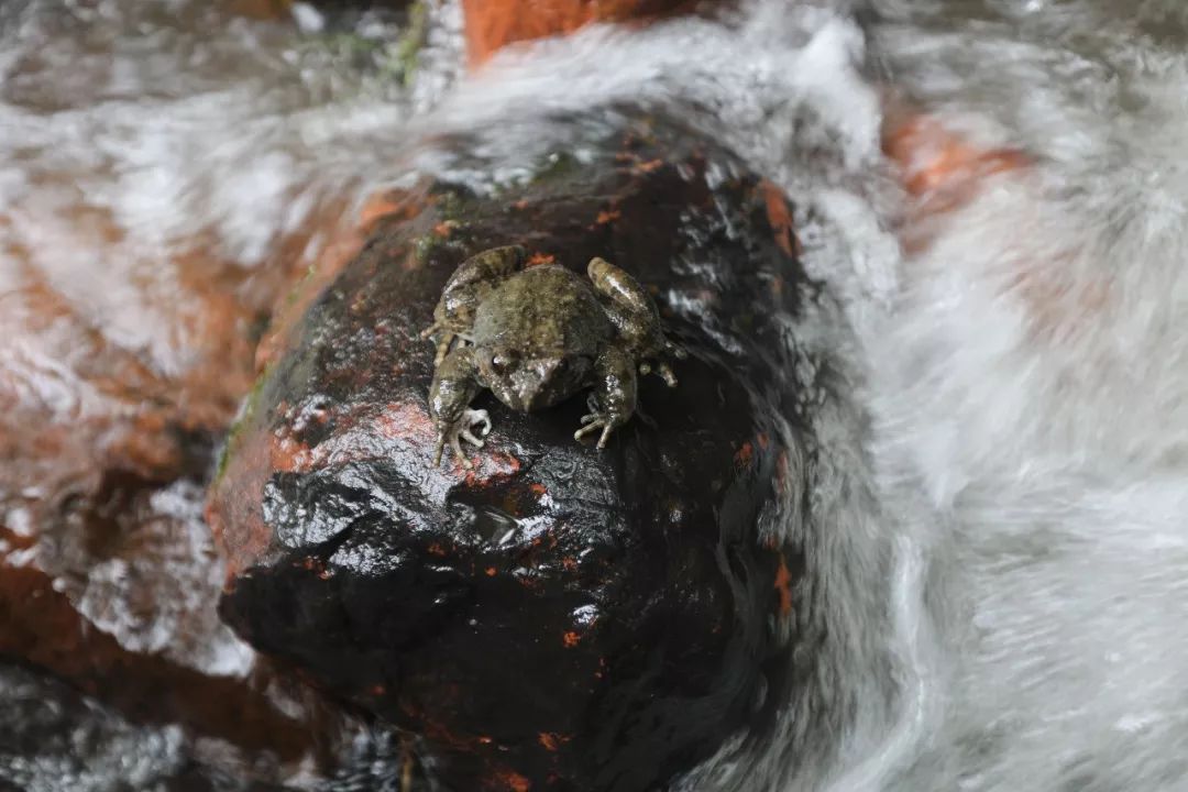 野生石蛙能养殖吗,野生石蛙养殖视频